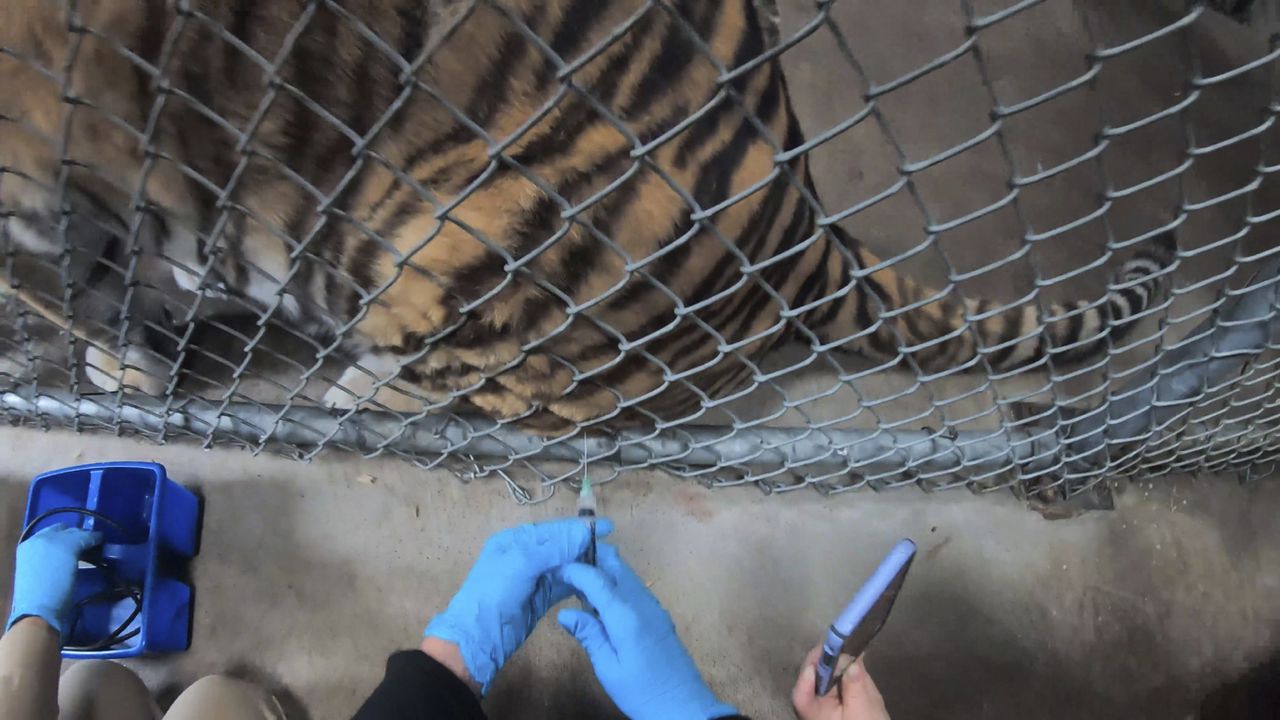 En esta imagen del jueves 1 de julio de 2021 cortesía del Zoológico de Oakland, un tigre recibe la vacuna contra el COVID-19 en el Zoológico de Oakland.  (Oakland Zoo via AP)