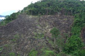 Aunque la deforestación en Colombia durante el 2019 es casi de 159 mil hectáreas de bosque, la cifra representa una disminución del 19 %, en comparación con el 2018.