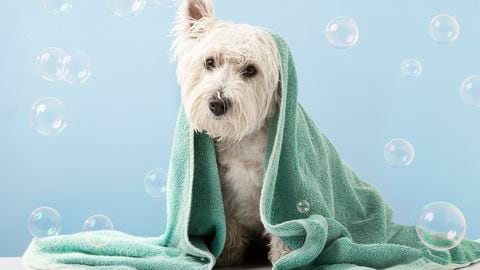 Perro West Highland White Terrier después del baño.