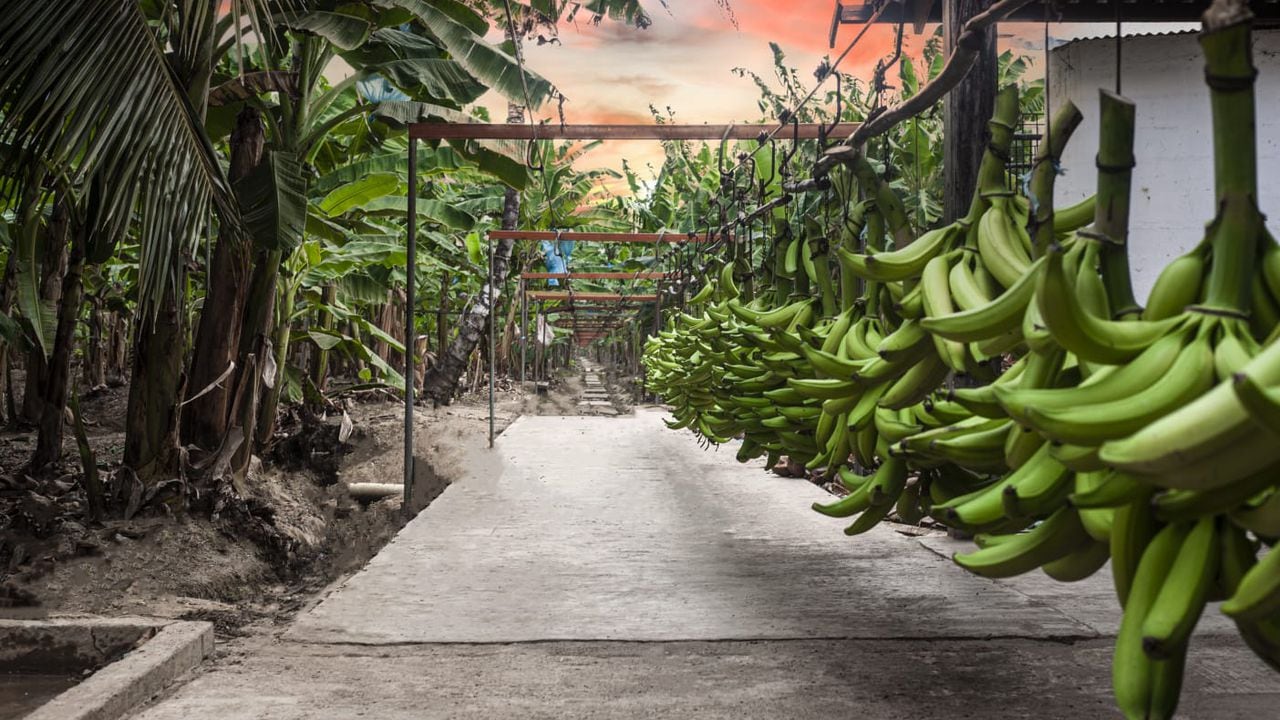 Actualmente hay unas 8.000 hectáreas sembradas de plátano y cerca de 2.000 productores que a su vez son importantes generadores de empleo. Cortesía Alcaldía de San Juan de Urabá.