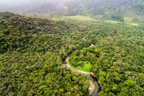 El proyecto del Banco Popular con Amazonía Emprende consiste en la siembra de 3.316 árboles en la Escuela Bosque, un área de casi 30 hectáreas en Florencia, Caquetá.