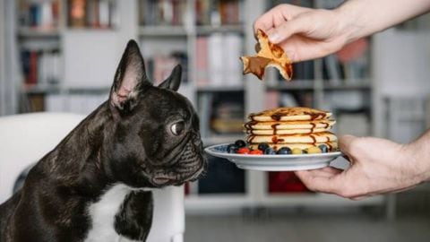 Los alimentos que nunca deberías darle a tu perro