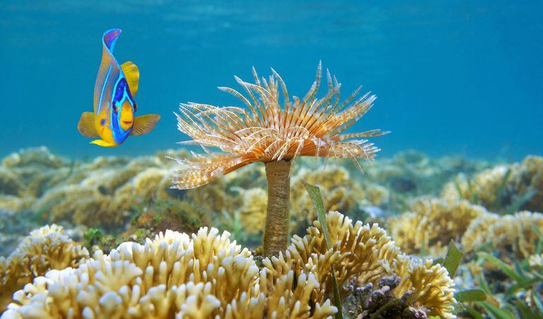 Más de 2.574 peces marinos, 1.192 moluscos, 641 crustáceos, 619 especies de macroalgas y 2.860 kilómetros cuadrados de arrecifes coralinos hacen parte de la biodiversidad marina del país. El 77 por ciento de estos últimos se encuentra en la Reserva Biósfera Seaflower, en el archipiélago de San Andrés, Providencia y Santa Catalina. En el mar Caribe, además, está el primer Parque Nacional Natural Submarino de Corales Profundos de Colombia, que cuenta con más de 140.000 hectáreas y es hogar de 115 especies de invertebrados y 19 especies de corales escleractinios. Foto: Getty Images/iStockphoto