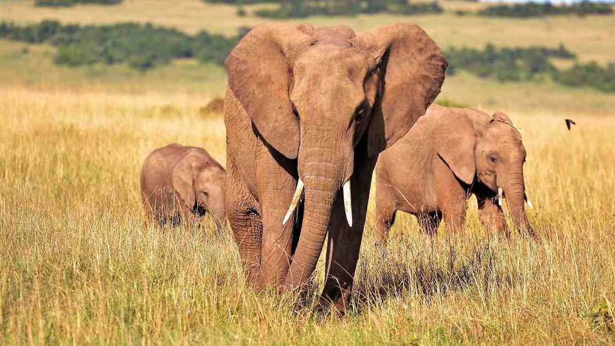Los elefantes machos y viejos son claves para la supervivencia de la especie, según estudio. Foto: Pixabay- Mundo hoy.