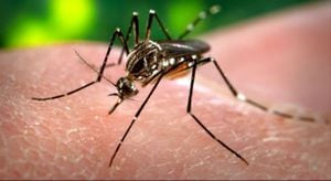 El Aedes aegypti, que causa la fiebre amarilla, el dengue, el chikunguña y el zika. 