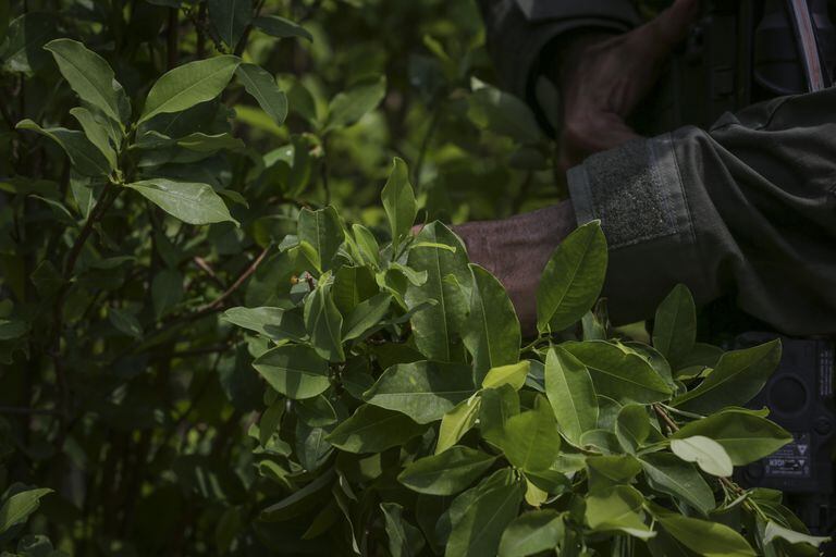 Cultivos ilícitos / Planta de coca