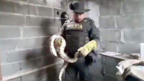 Un uniformado del grupo de Protección Ambiental y Ecológica de la Policía rescató a la serpiente.