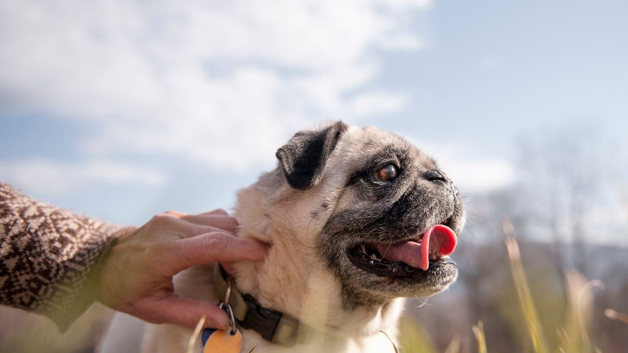 Perro de raza Pug.