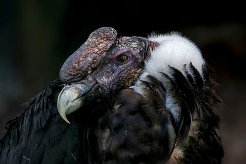 Cóndor andino / cóndor chileno (Vultur gryphus), buitre del Nuevo Mundo nativo de los Andes, América del Sur.