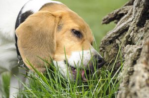 ¿Es normal que mi perro coma pasto?