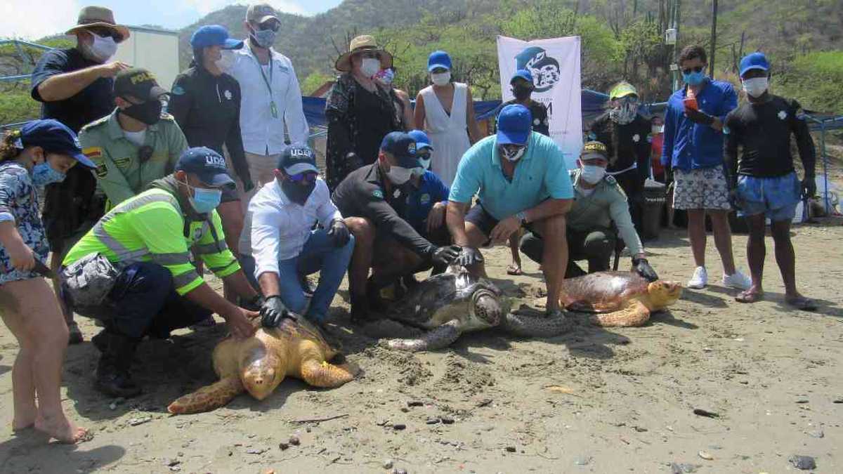 En los últimos cinco años, más de 300 tortugas marinas adultas han sido recuperadas en Magdalena. Foto: Corpamag.