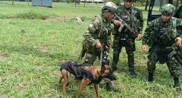 Un equipo altamente entrenado conformado por un militar y un canino, (Wilson), se sumaron a las labores de búsqueda de la avioneta desaparecida en Guaviare.