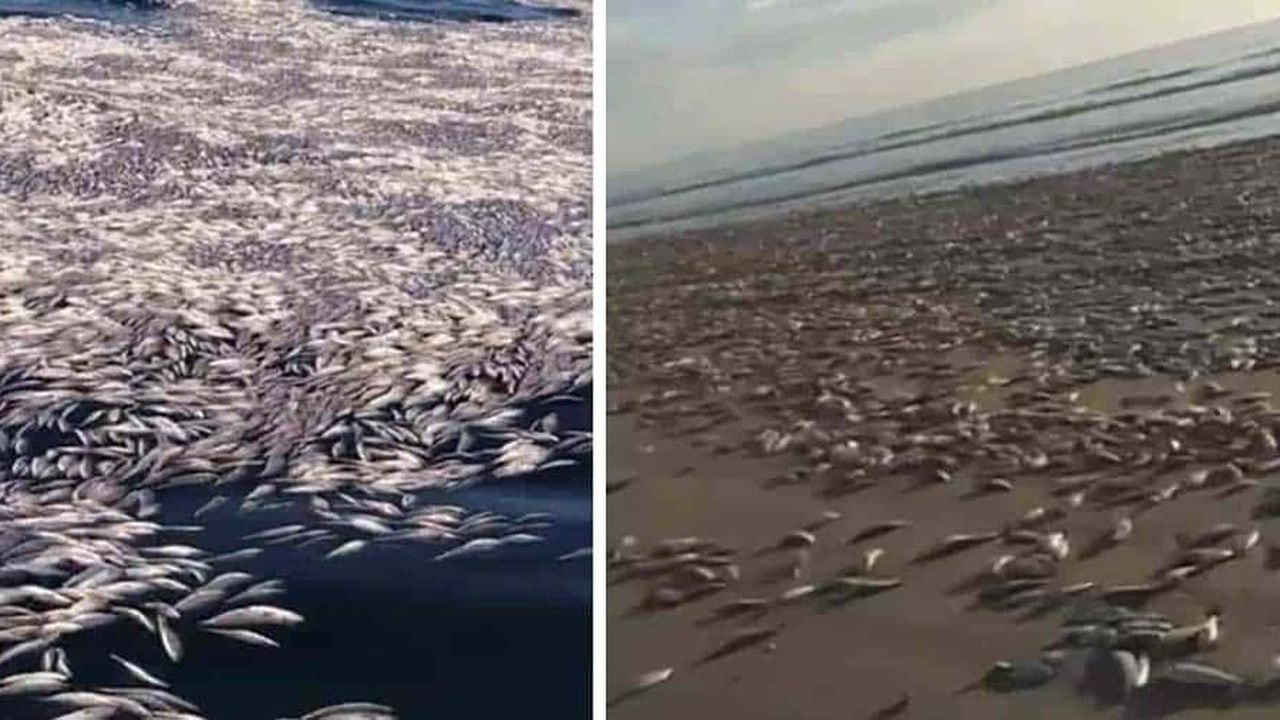 Las autoridades ambientales de México alertaron sobre una emergencia ecológica tras el hallazgo de cientos de sardinas muertas en costas del estado de Sinaloa.