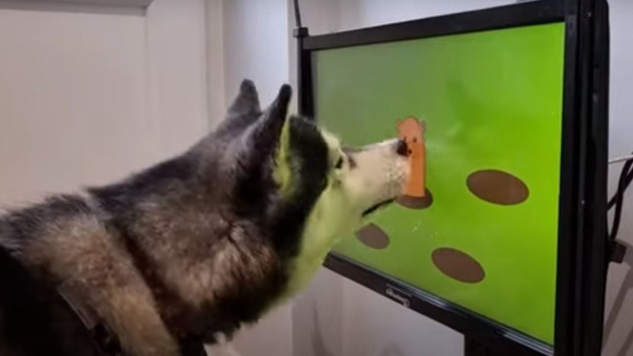 Videojuegos para perros