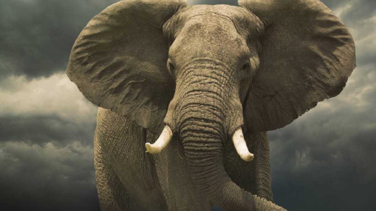 Investigador colombiano murió aplastado por elefante en Uganda