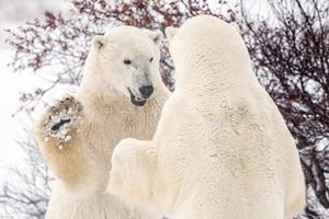 Los osos polares pelean cerca de la comunidad de Churchill en la Bahía de Hudson, Manitoba, Canadá, el 20 de noviembre de 2021. Fotografía tomada el 20 de noviembre de 2021. Foto REUTERS / Carlos Osorio