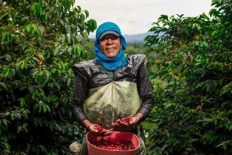 Más de 549.000 familias cafeteras en Colombia producen más de 10,6 millones de sacos de café anualmente