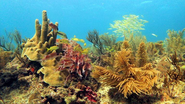 El 77 por ciento de las formaciones de coral que tiene Colombia están en el archipiélago de San Andrés y Santa Catalina.