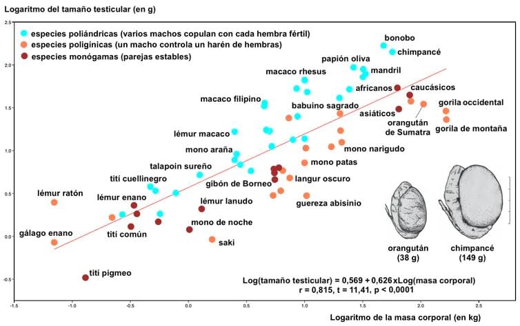 Relación entre el logaritmo de la masa corporal de los machos, en kilogramos (eje X), y el logaritmo del tamaño de sus testículos, en gramos (eje Y), en 65 especies de primates y en humanos (datos por separado para los tres grandes grupos poblacionales). Imagen elaborada por el autor a partir de medidas recopiladas de la bibliografía