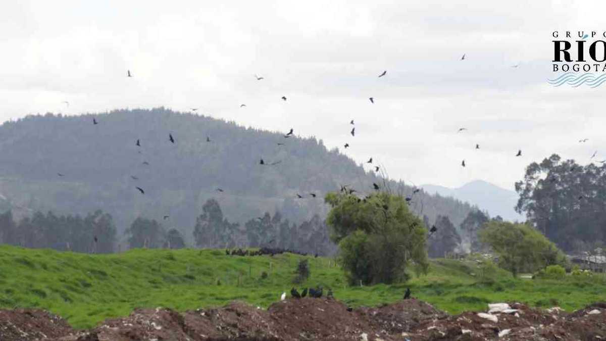 Los gallinazos o chulos afectaron el tránsito aéreo en Mosquera. Foto: CAR.
