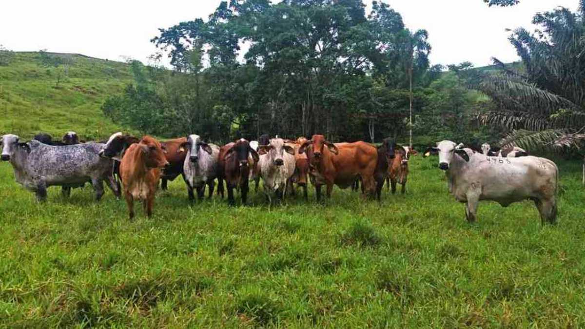 La ganadería extensiva es uno de los principales motores de la deforestación en Colombia. Foto: Universidad Nacional.