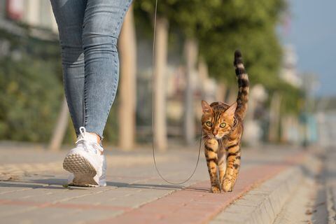 Gato paseando por la calle