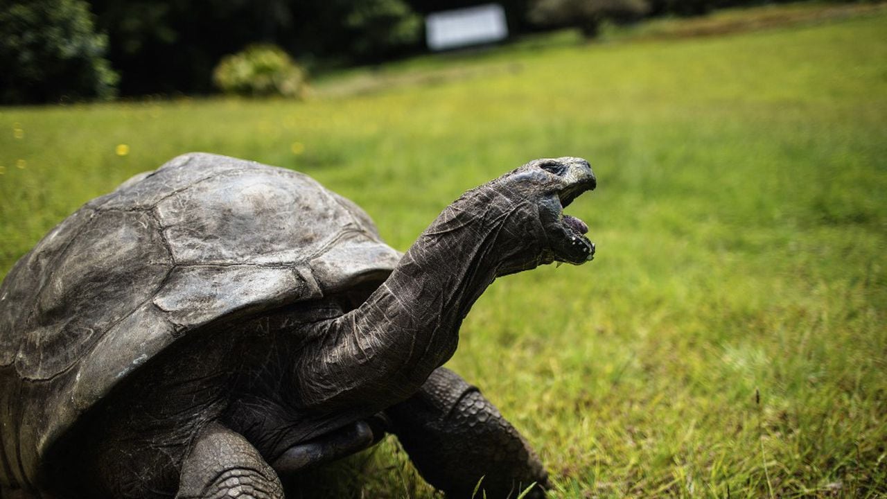 Según los cálculos, la tortuga nació pocos años después de la muerte de Napoleón Bonaparte.