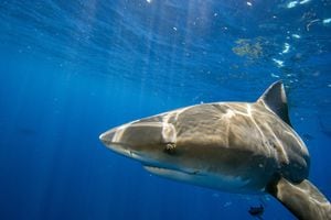 El tiburón atacó al turista en una isla del pacífico