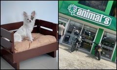 Merlin, era un perrito chihuahua de un año que murió tras la irresponsabilidad de Animals en Bogotá.