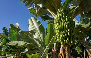 El consumo de plátano ayuda al fortalecimiento de los músculos y a la reducción de azúcar en la sangre. Foto: Getty Images