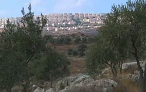 Colonos judíos arrasan con los cultivos de palestinos