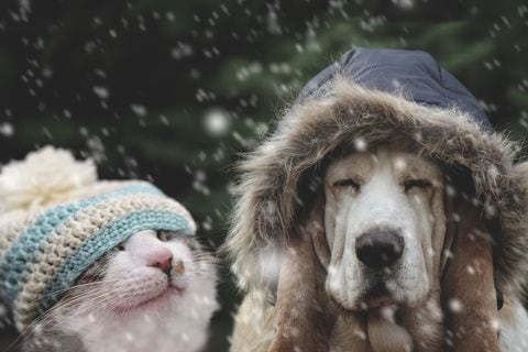 No deje al azar la protección de su mascota durante la época invernal; estas estrategias pueden marcar la diferencia.