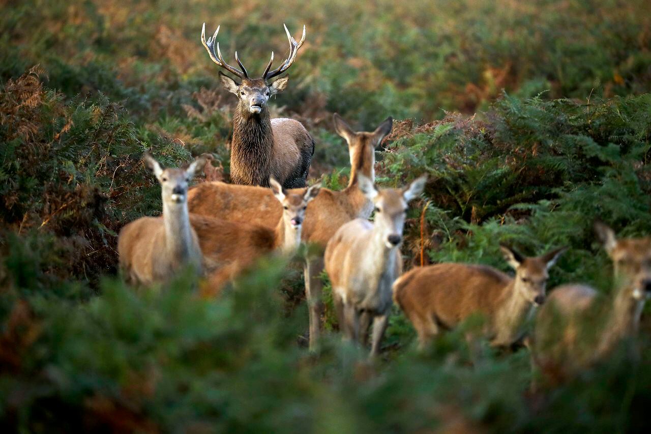Temporada de reproducción de los ciervos rojos al suroeste de Londres.