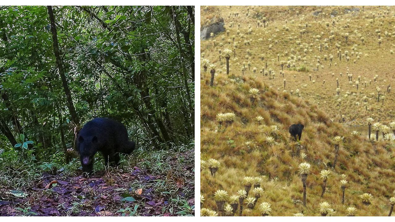 Ejemplares de osos andinos avistados en los últimos días.