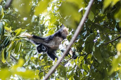 Este mono araña es el sembrador del bosque, por eso su conservación favorece la presencia de muchas otras especies de animales y plantas que también hacen parte de ese ecosistema.