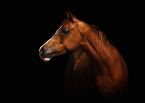 Profile portrait of a splendid purebred Arabian mare. The brown horse stands in front of a black background, lots of capyspace.