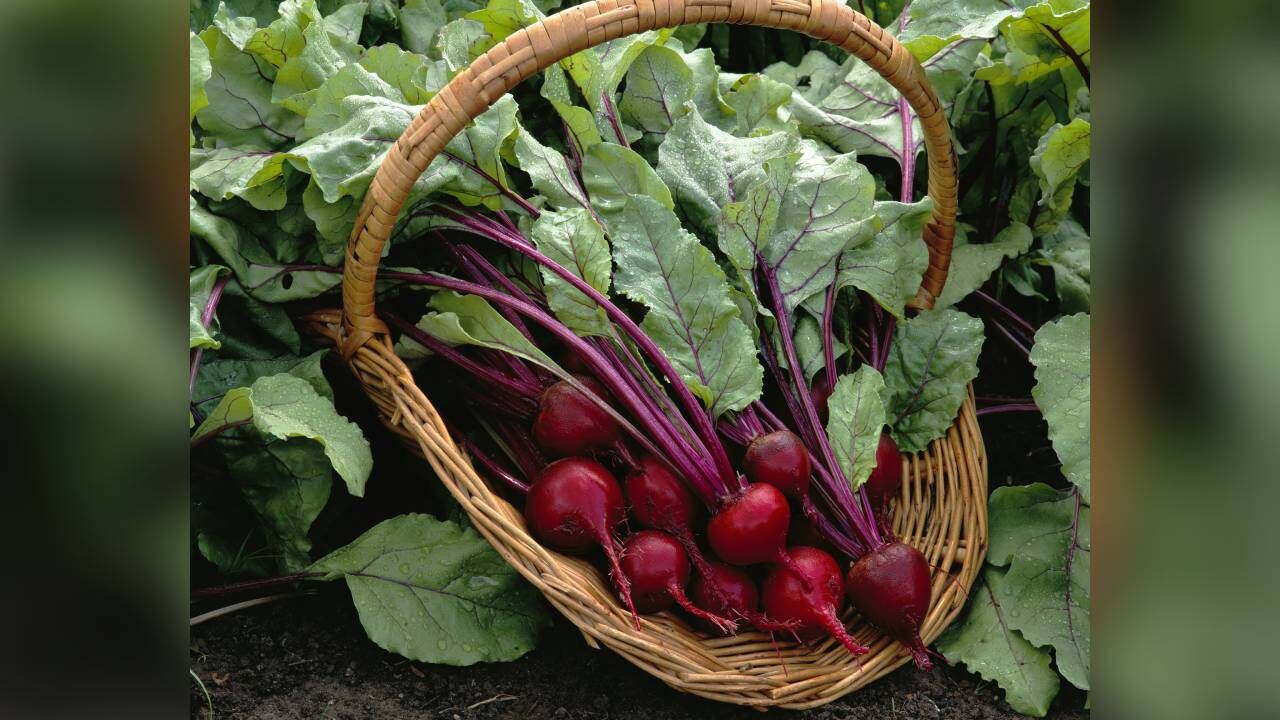 El consumo de remolacha le aporta al organismo antioxidantes,  vitaminas y minerales. Foto: Getty images.