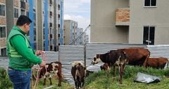 El Instituto de Protección Animal rescató a cuatro bovinos en San Cristóbal, en Bogotá