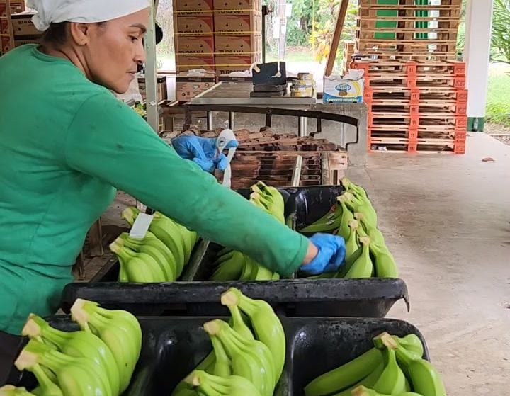 La edición genética ha generado mucho entusiasmo en el sector bananero porque es una técnica más rápida, más precisa, y más eficiente que otros métodos de mejoramiento para la generación de nuevas variedades con alguna característica deseada.