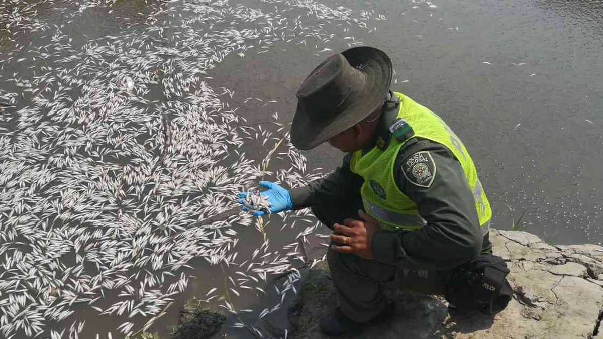 Centenares de peces muertos flotando en el agua fueron encontrados en la zona de caños  del municipio de Sabanagrande (Atlántico). Foto: archivo particular.