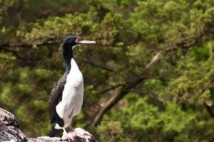 A Guanay Cormorant perched on a rock.