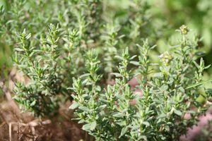 Thyme in the garden, shallow dof