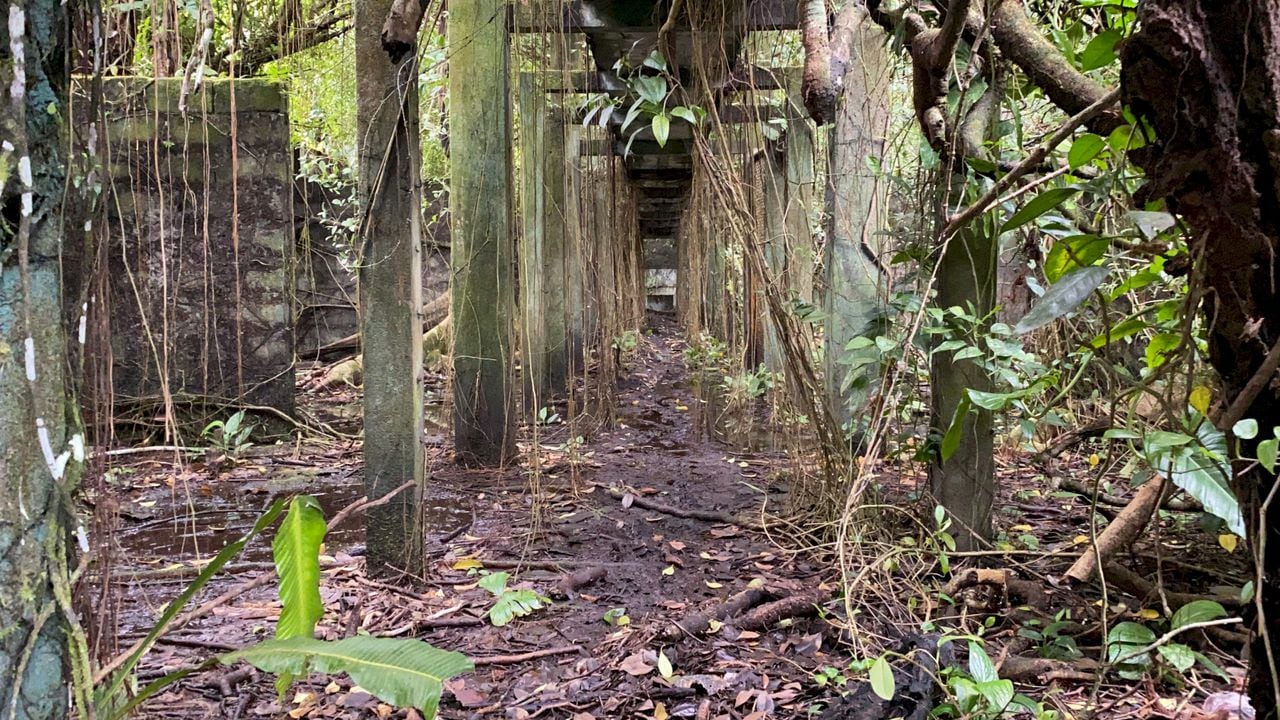 El antiguo penal de la isla de Gorgona es hoy una ruina poco a poco devorada por la selva.