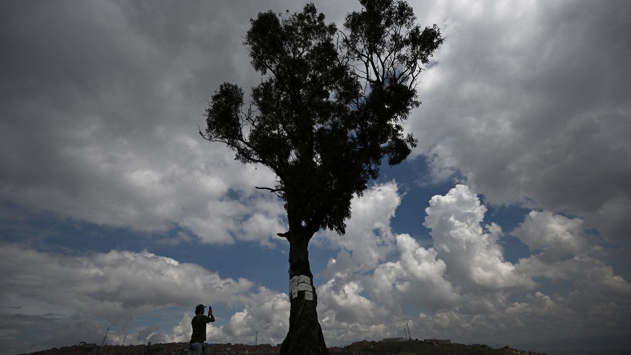 Un hombre toma una fotografía con su teléfono celular del eucalipto "El Palo del Ahorcado" en el barrio de Ciudad Bolívar, al sur de Bogotá, en Cerro Seco. (Photo by Raul ARBOLEDA / AF