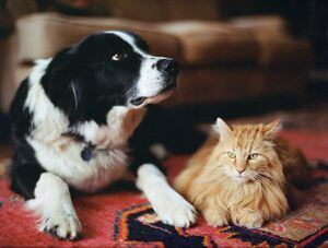 Perro y gato, mascotas, animales.