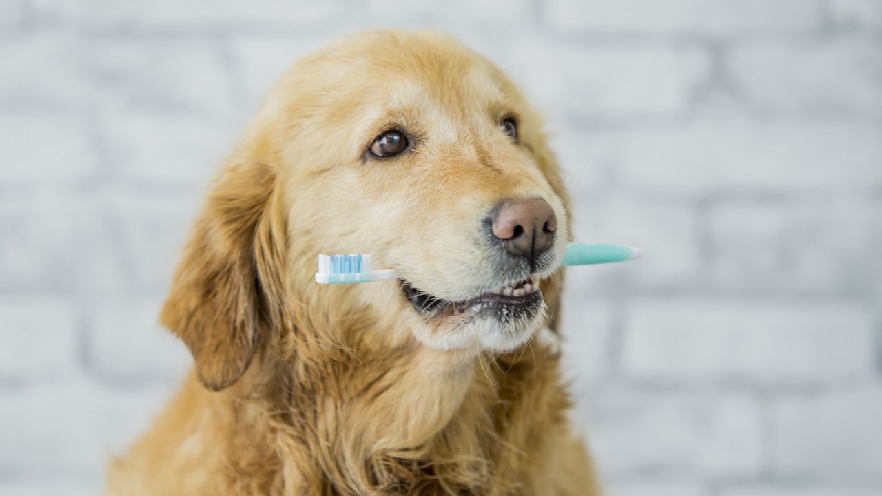 Higiene dental en los perros