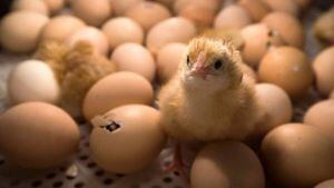 Los pollos machos se enfrentan a la muerte desde muy pequeños. Foto: AFP