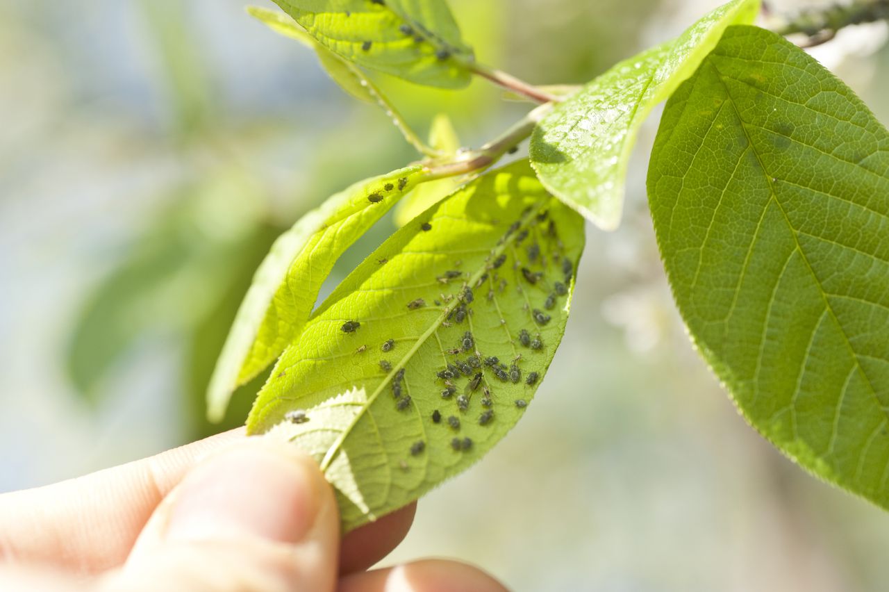 Las plagas pueden ser uno de los mayores problemas en las plantas.