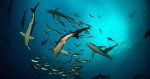 Los tiburones son indicadores de la calidad de los ecosistemas marinos y continentales en los que habitan. Foto: PNN 