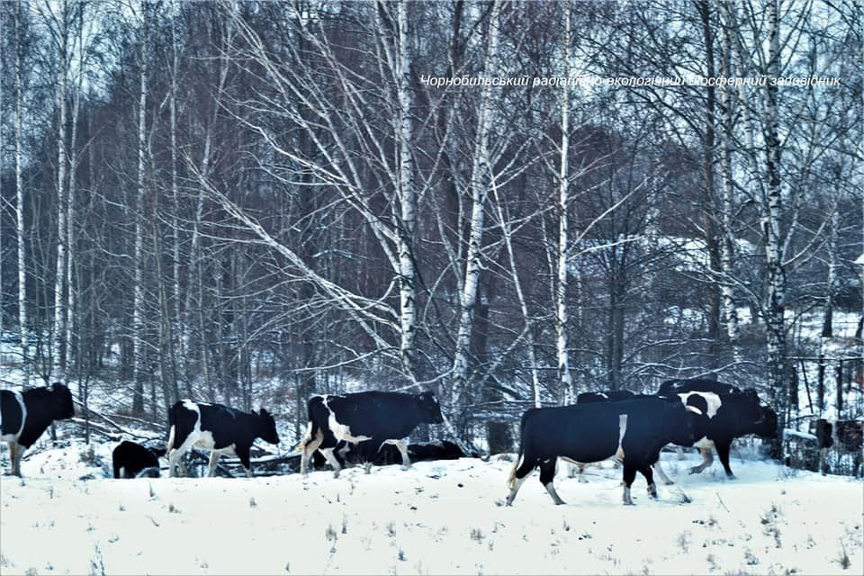 Vacas de Chernobil